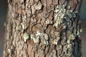 Flowering Dogwood bark